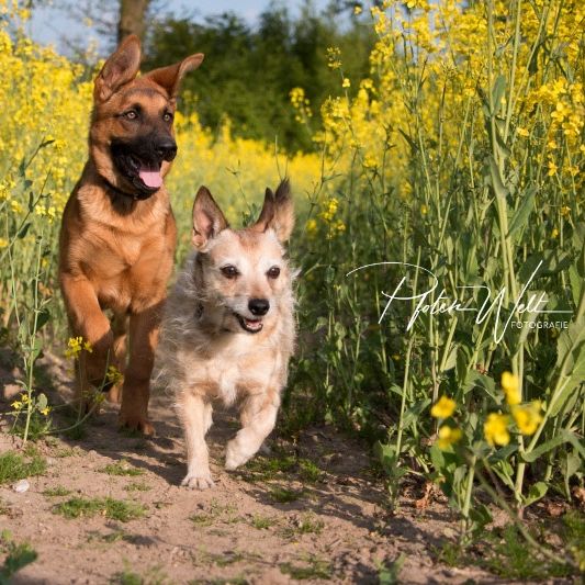 Foto: Copyright Pfotenwelt-Fotografie